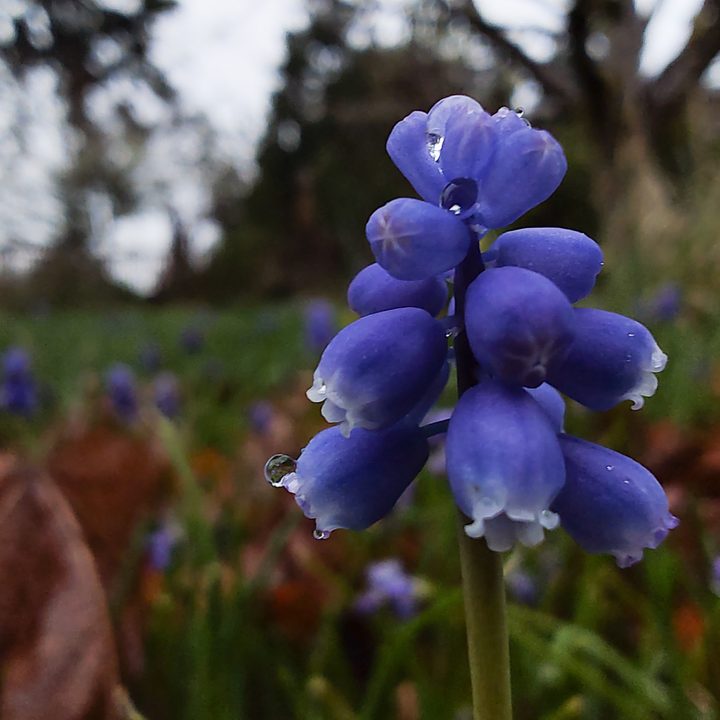 Close up of bluebell flowers.