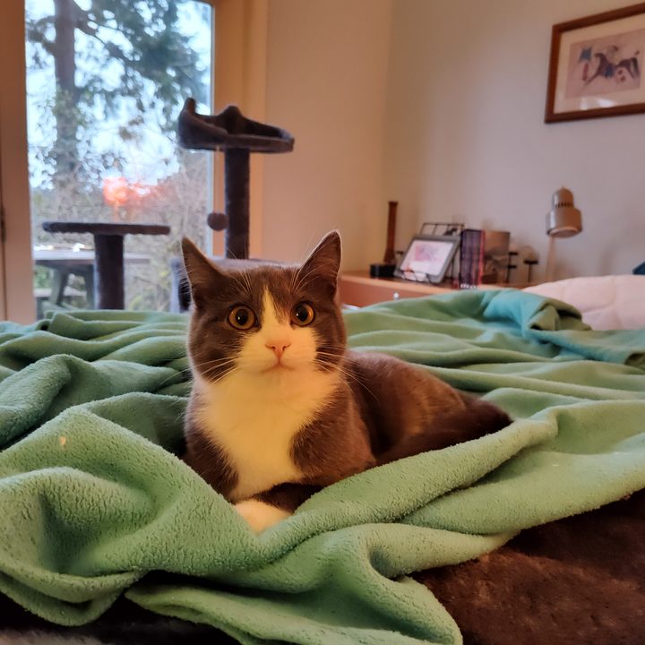 Cat sleeping in a pile of blankets.