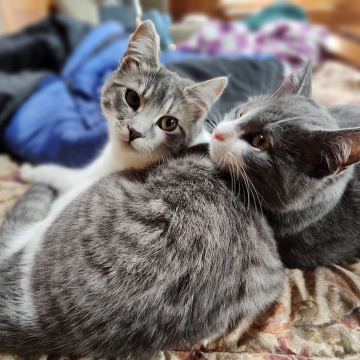 Two grey sleeping cats relaxing on a bed.