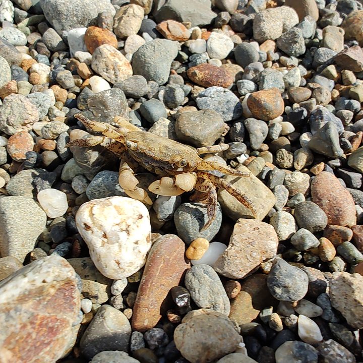 A small crab on a rocky beach.