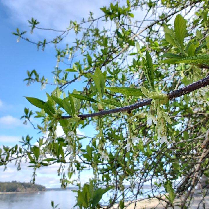 A flowering bush next to the water.