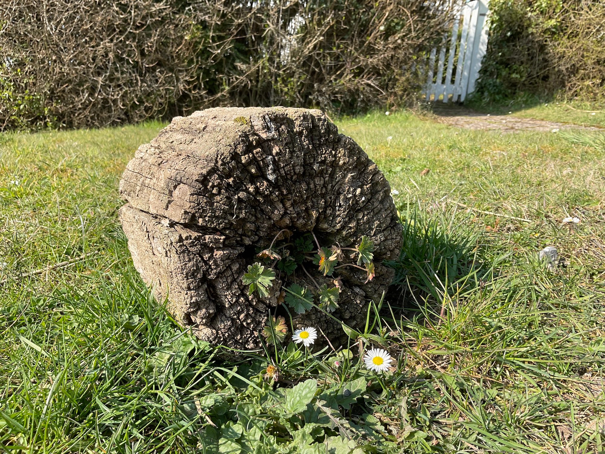 iPad Air 5 of a log.