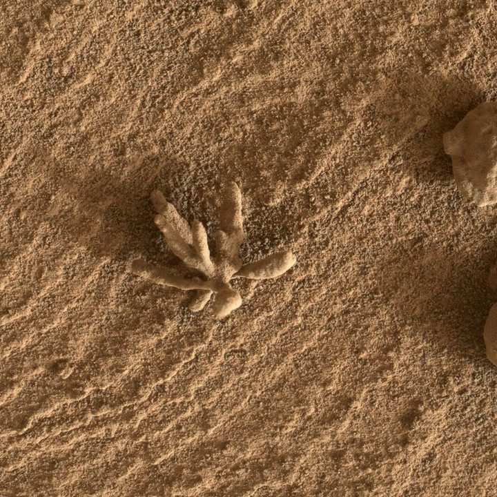 A flower-like rock artifact imaged by NASA's Curiosity Mars rover using its Mars Hand Lens Imager.