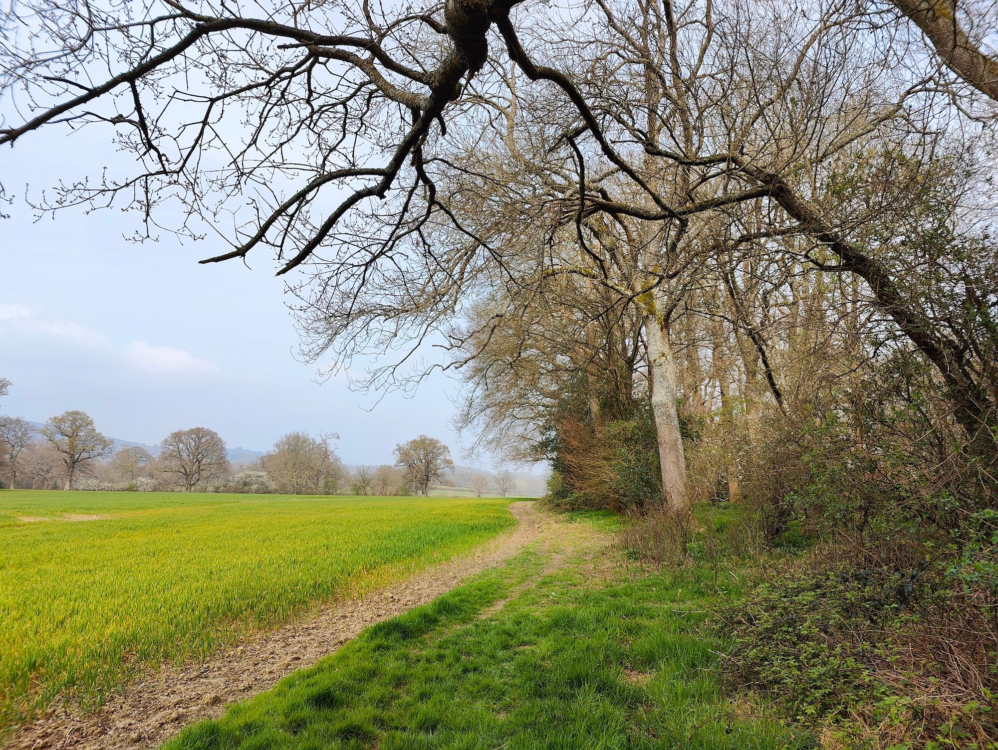 OnePlus 10 Pro photo of a field.