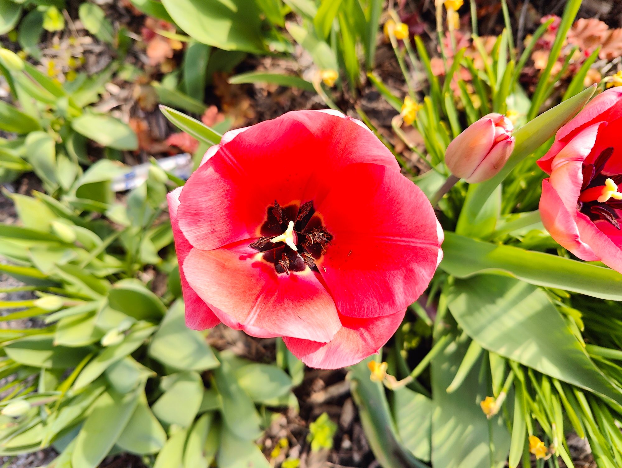 OnePlus 10 Pro photo of a flower.