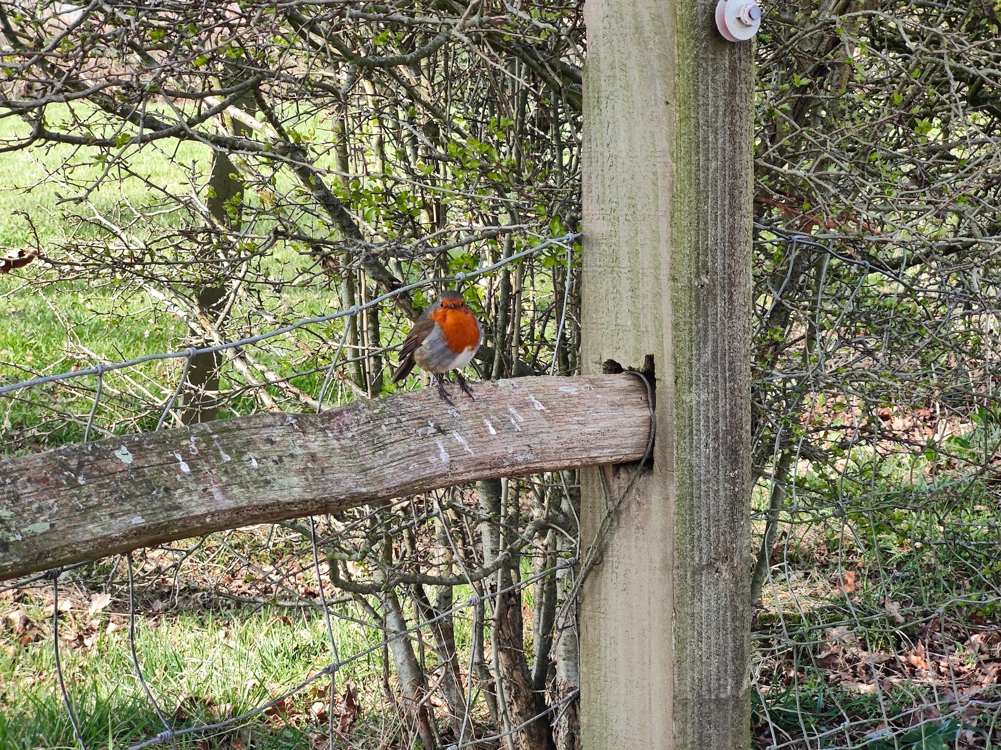 OnePlus 10 Pro 3.3x zoom photo of a Robin.