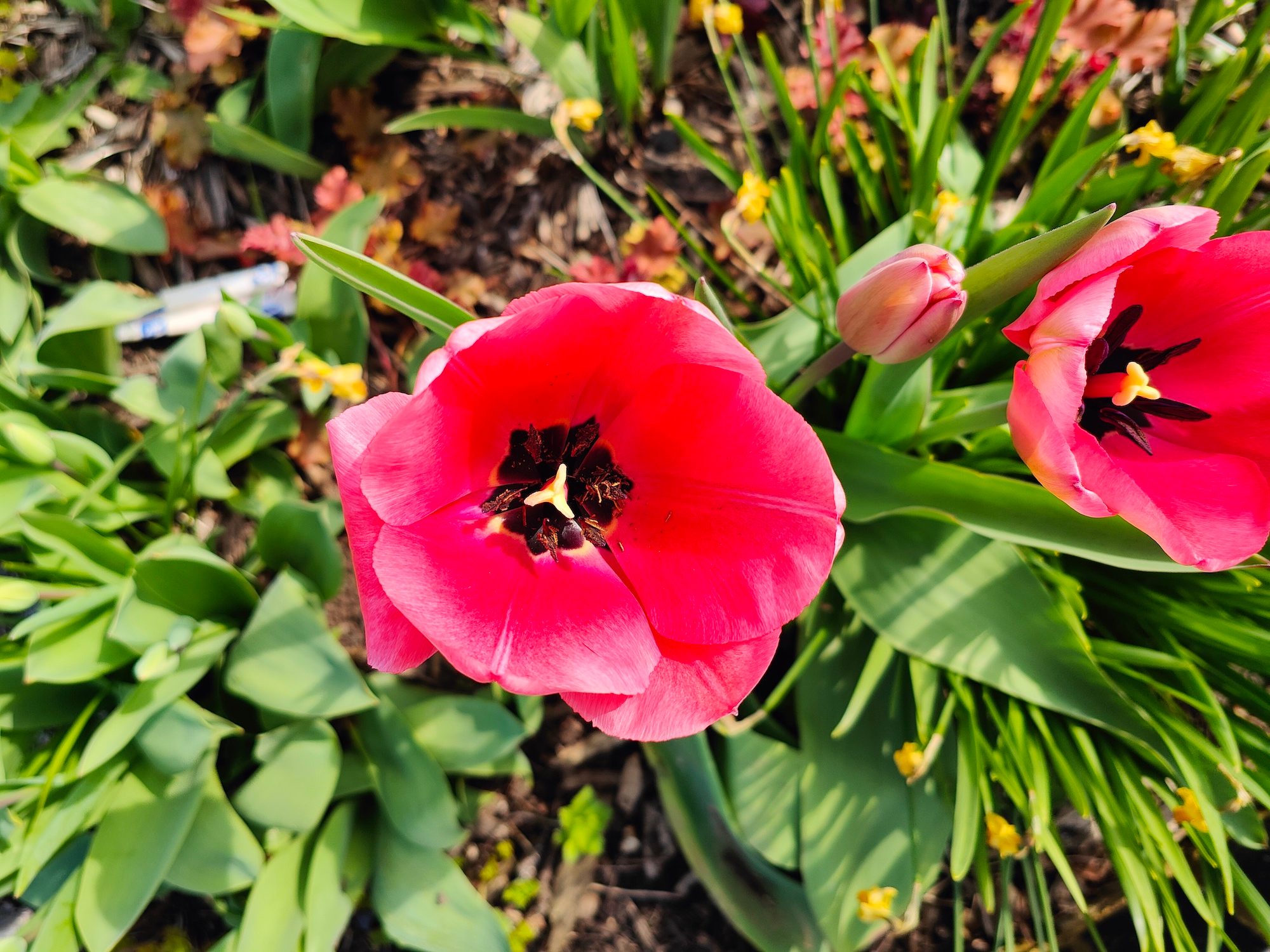Oppo Find X5 Pro photo of a flower.