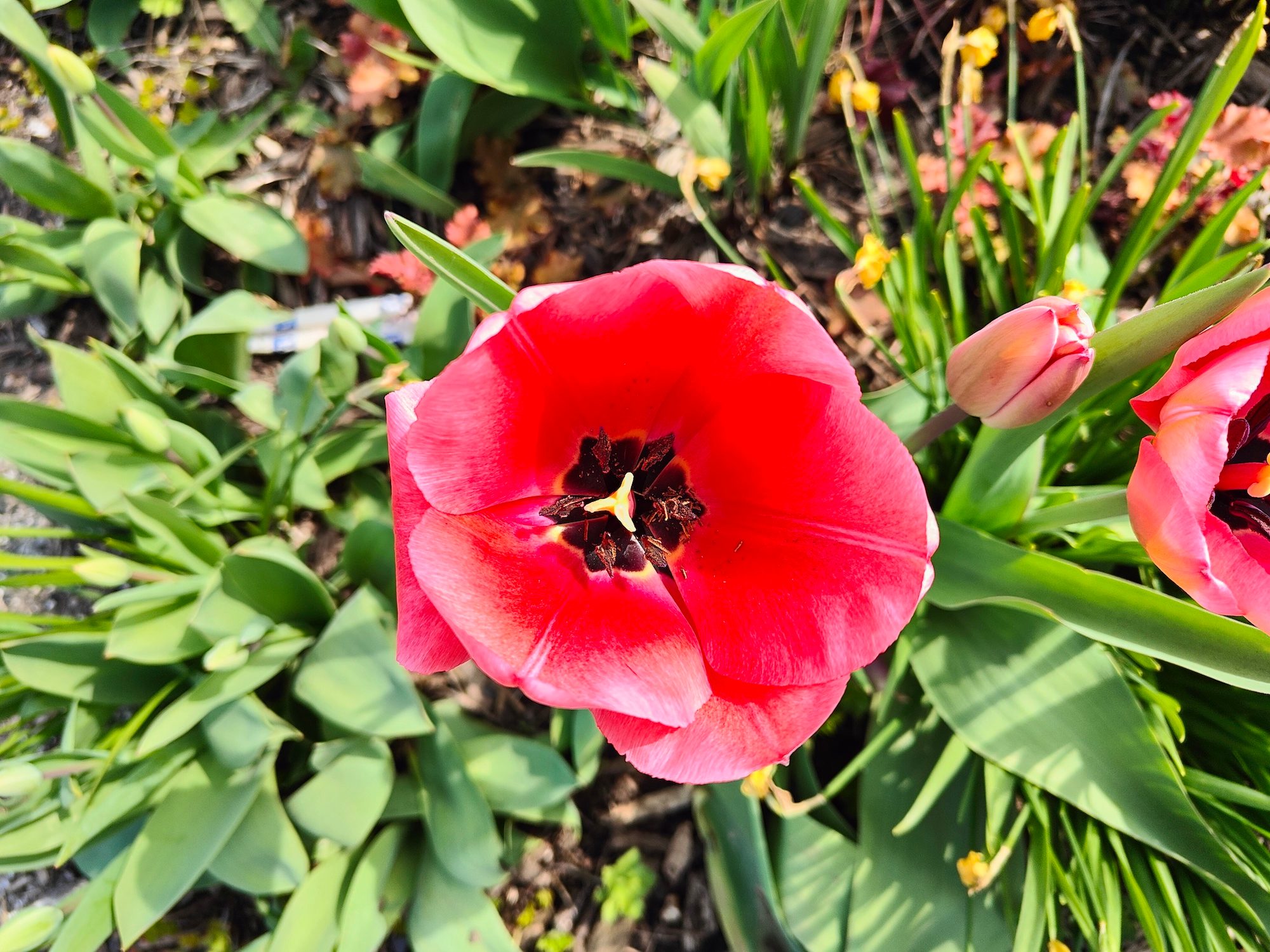 Realme GT 2 Pro photo of a flower.