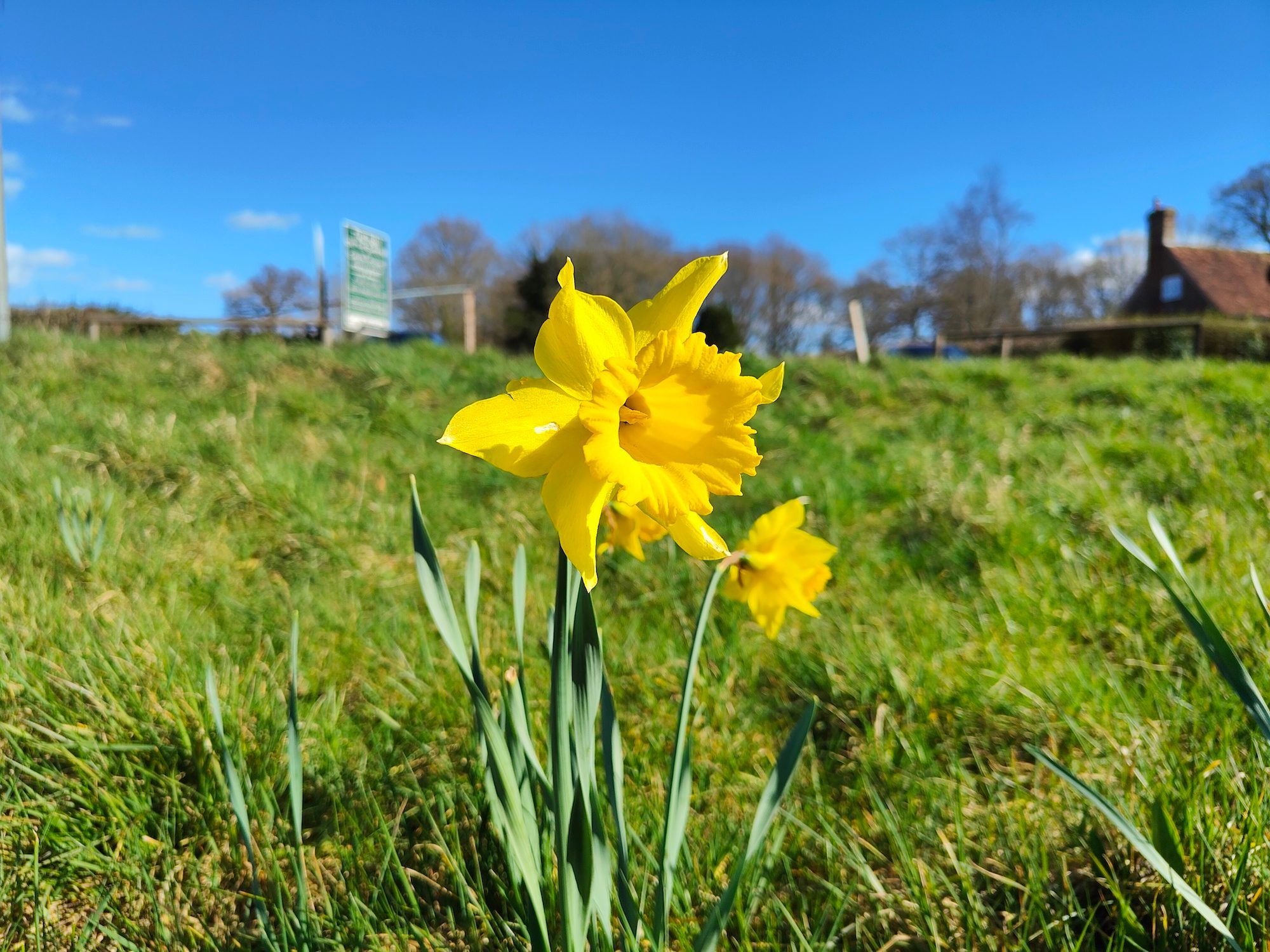 Realme GT 2 Pro photo of a daffodil.