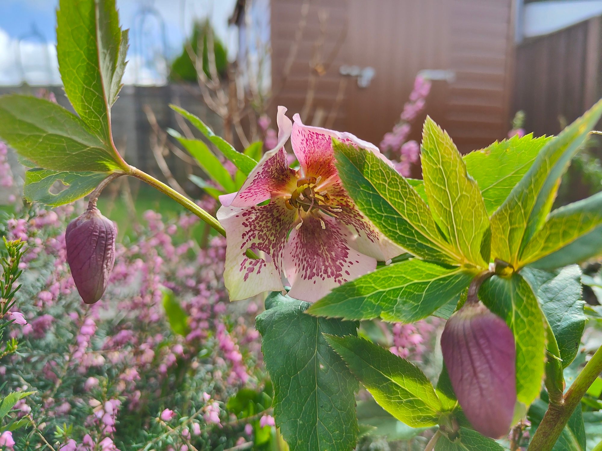 Realme GT 2 Pro photo of flowers.