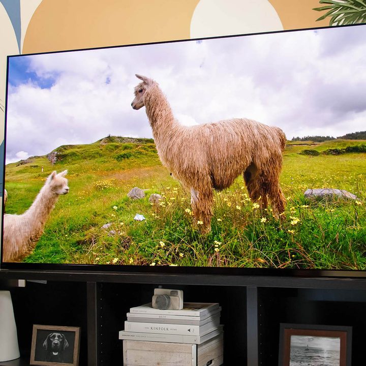 Alpacas stand in a field in the show Our Planet on the Sony A95K TV.