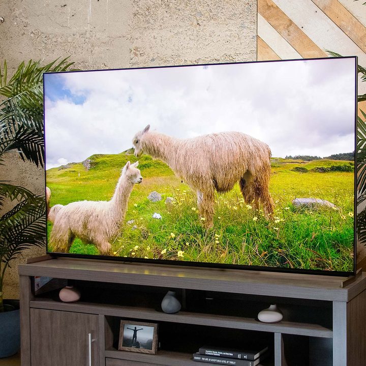 Alpacas in a field shown on the Sony X95K's display.