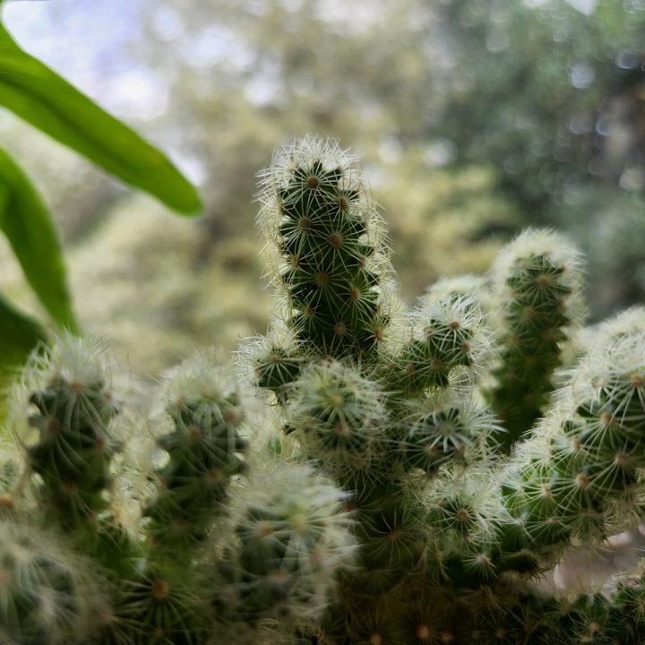 Small cactus with a blurry background.