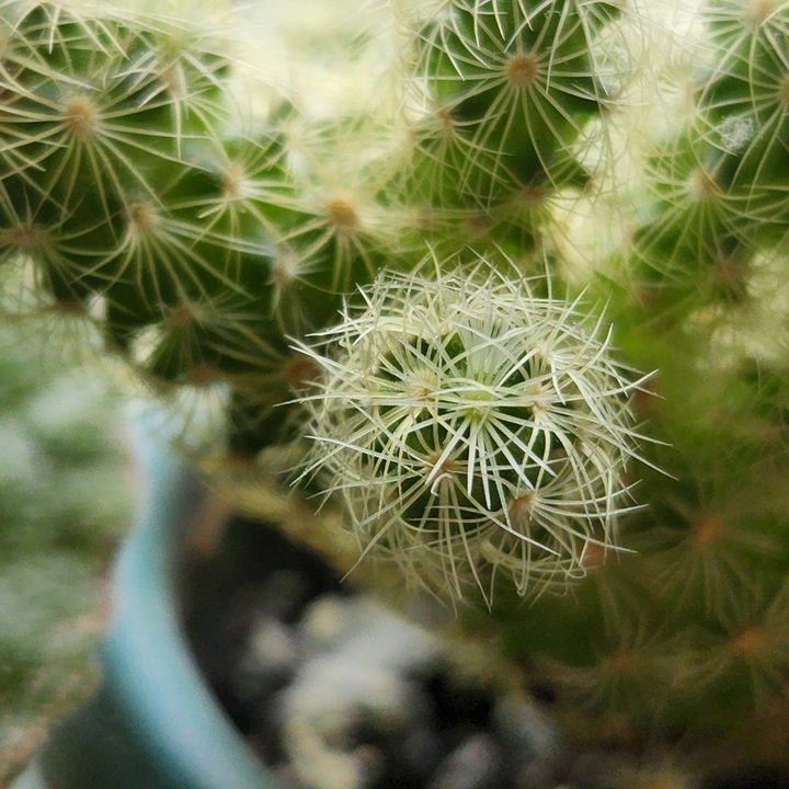 Close up of spikes on a cactus.