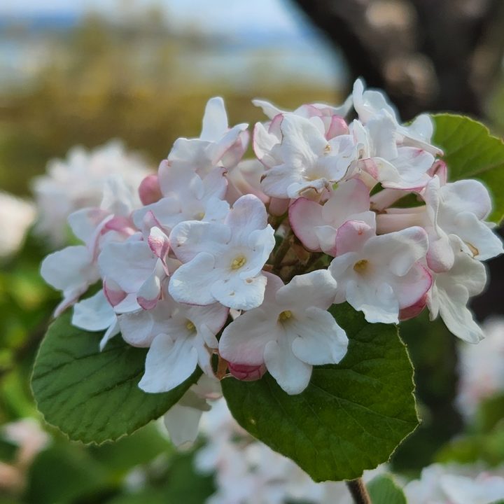 Close up of white flowers with a blurry background.