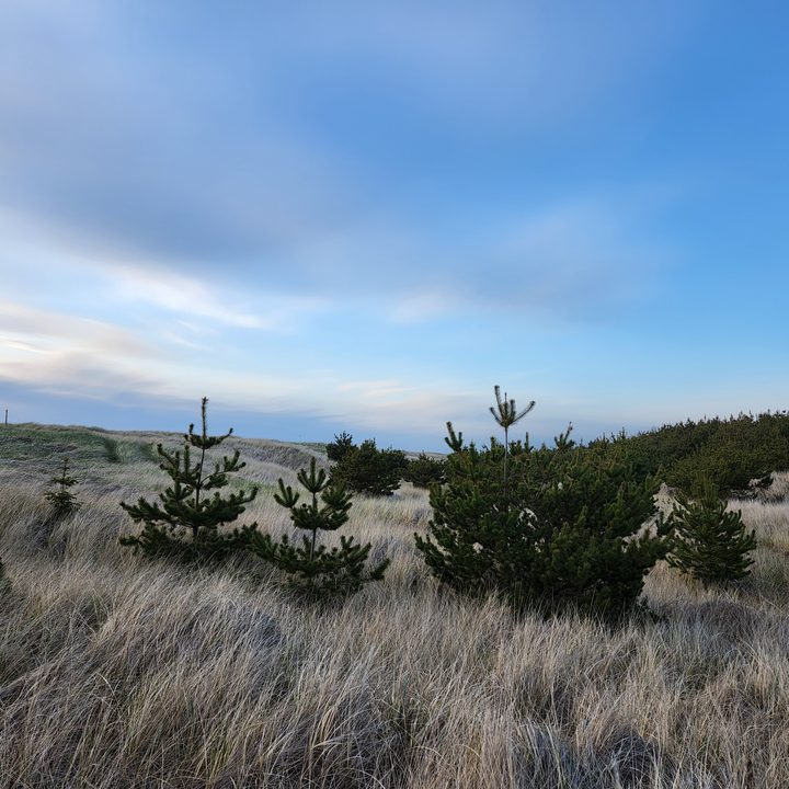 Grass and pine trees at sunset.