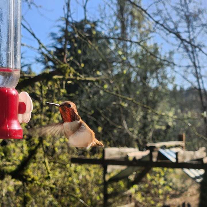 Hummingbird hovering at a feeder with a blurred background.