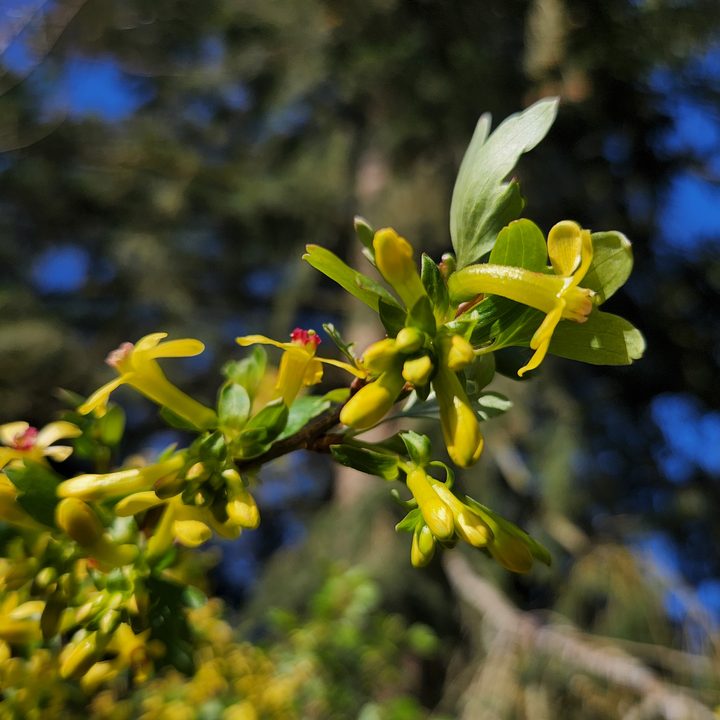 Golden Current flowers with a blurry tree in the background.