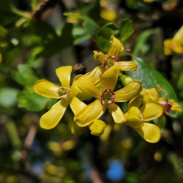 Close up of golden current flowers.