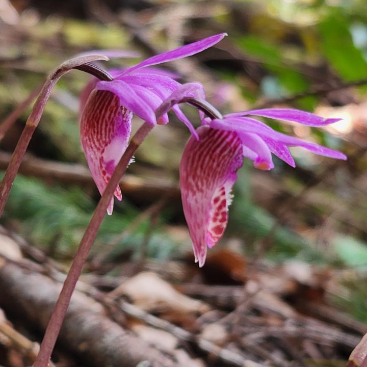 Calypso Orchid flowers growing on the forest floor.