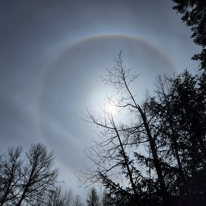 Rainbow ring around the sun in the moisture haze framed by trees.