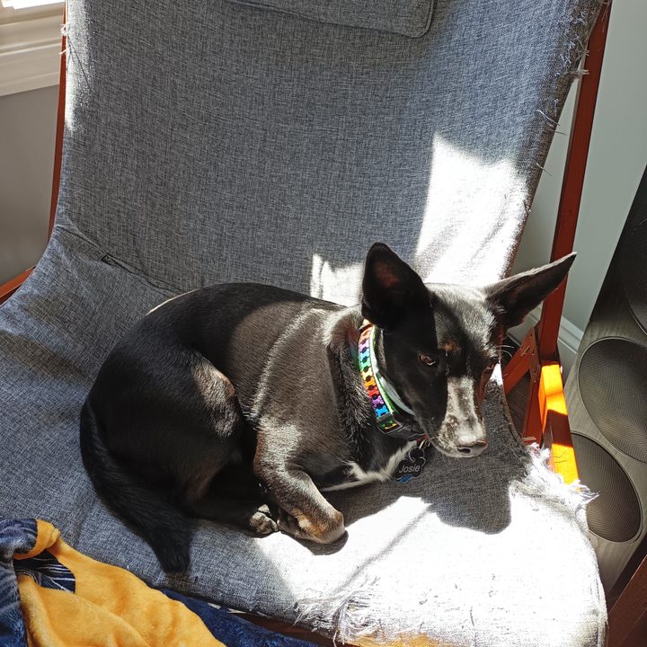 A dog sitting on a share in the sun with a blurred background