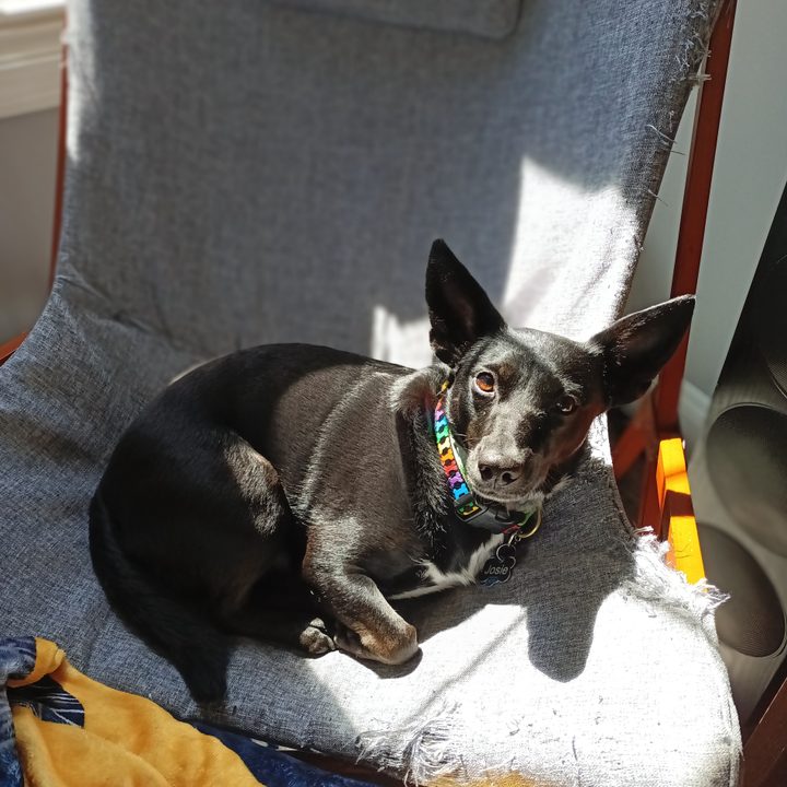 A dog sitting on a chair in the sun looking up at the camera
