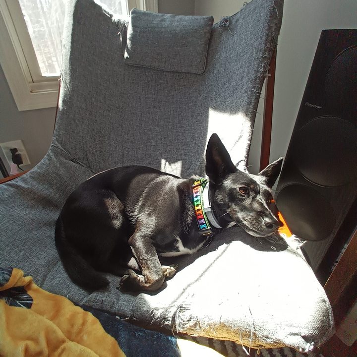 A dog sitting on a chair in the sun