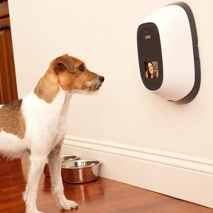 Dog looks at treat dispenser.