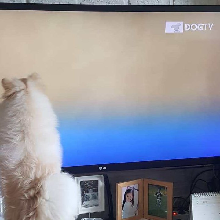 Dog pawing at TV.