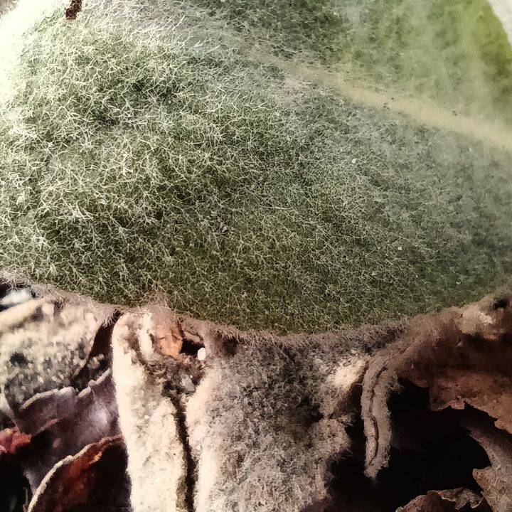 A macro closeup of a fuzzy leaf on the ground