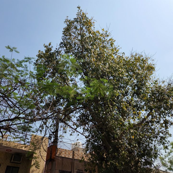 Tree with green leaves.