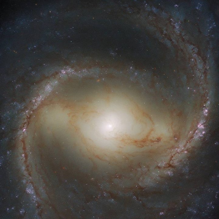 The spiral galaxy M91 fills the frame of this Wide Field Camera 3 observation from the NASA/ESA Hubble Space Telescope.