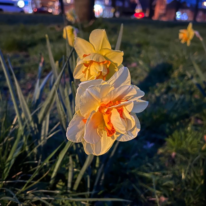 Apple iPhone 13 Pro Night mode photo.