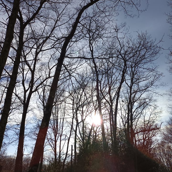 A lens flair from the sun shining through a forest of bare trees