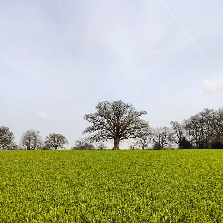 OnePlus 10 photo of fields.