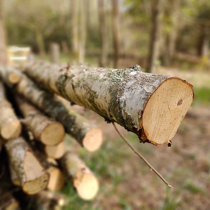 Log pile shot with the OnePlus 10 Pro Portrait mode photo.