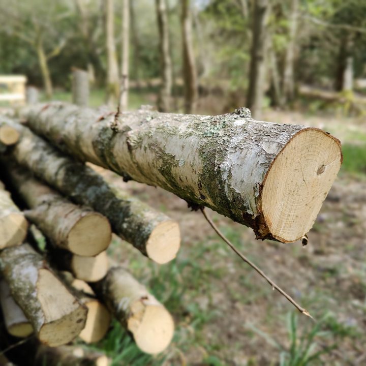 Log pile shot with the OnePlus 8 Pro Portrait mode photo.