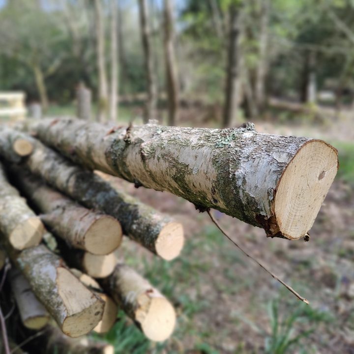 Log pile shot with the OnePlus 9 Pro Portrait mode photo.
