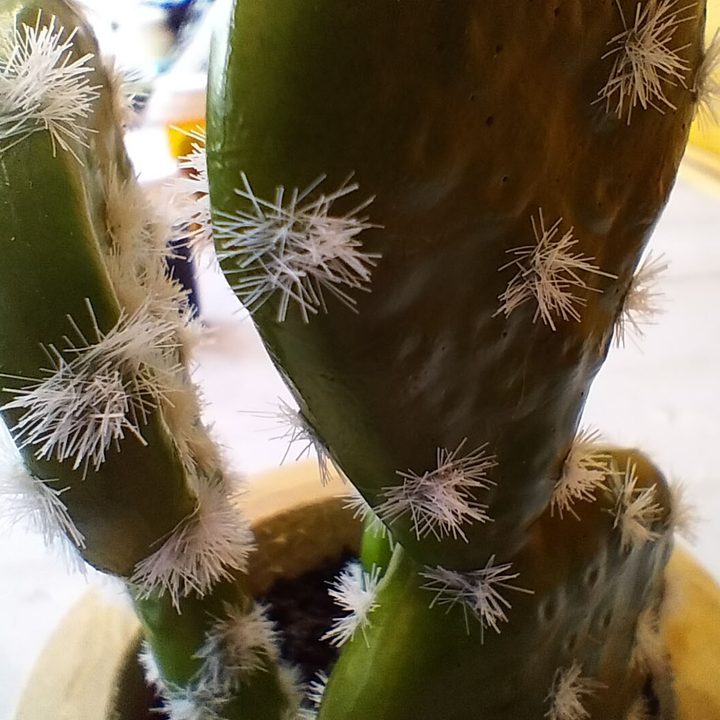 Macro shot of a cactus