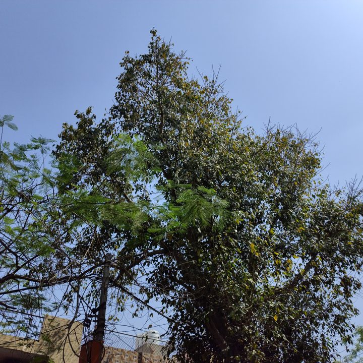 Tree with green leaves.