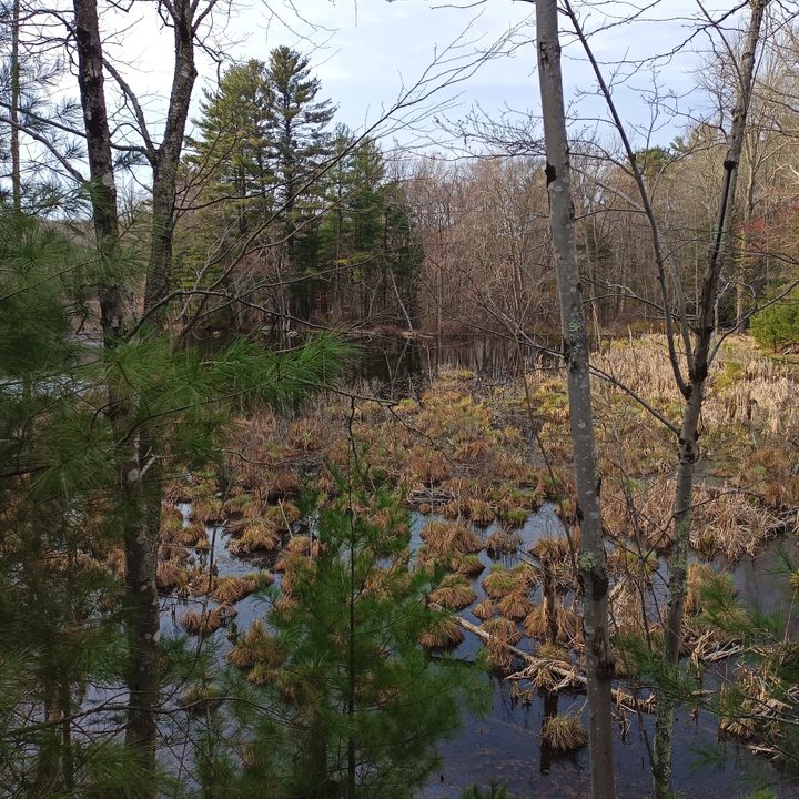 A swamp with brush and trees surrounding it