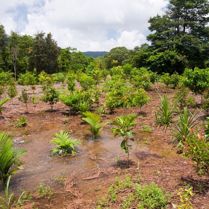a reforestation effort in Australia
