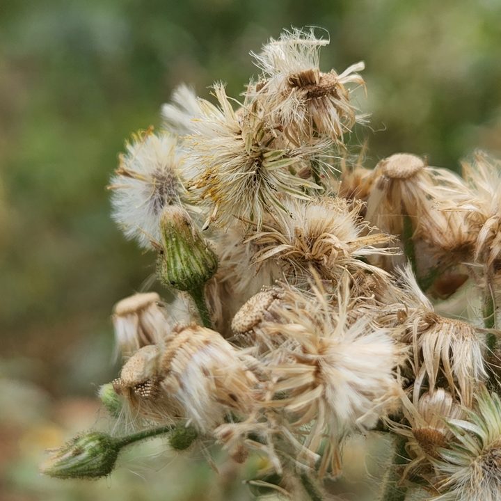 Samsung Galaxy S22 telephoto camera sample