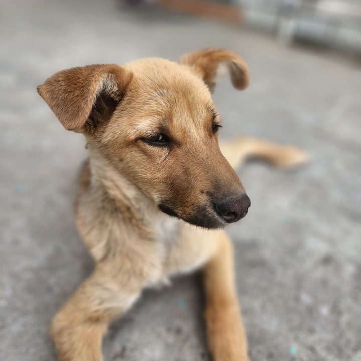 Portrait mode sample shot by Samsung Galaxy S22