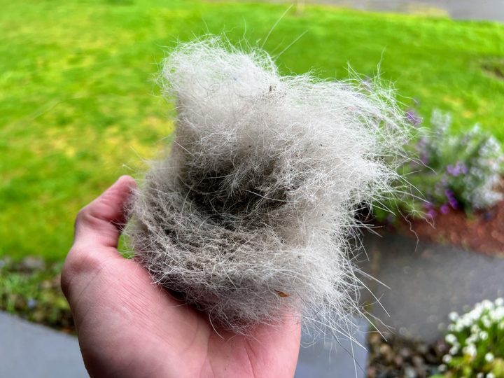 The Roborock S7 MaxV Ultra left behind a fist-sized clump of fur in a small carpet.