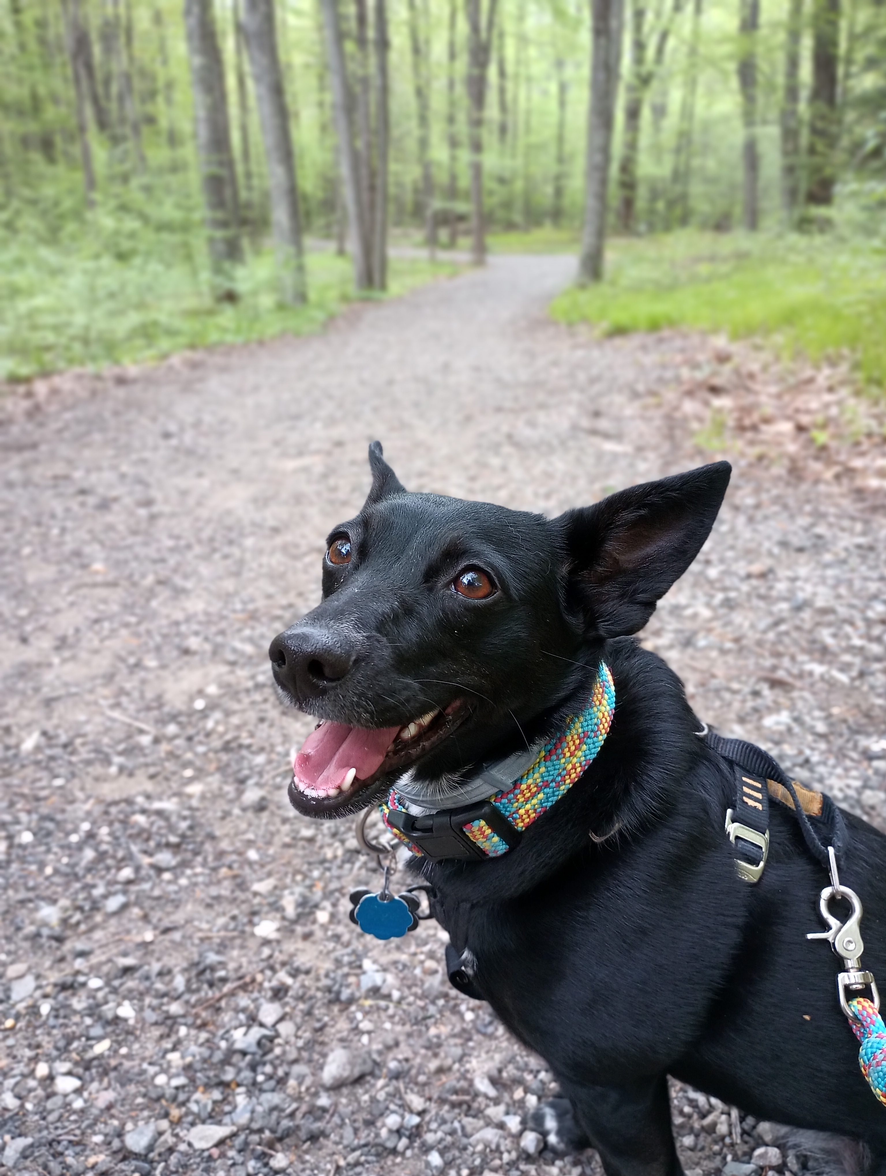 A closeup of a dog on a path in the woods