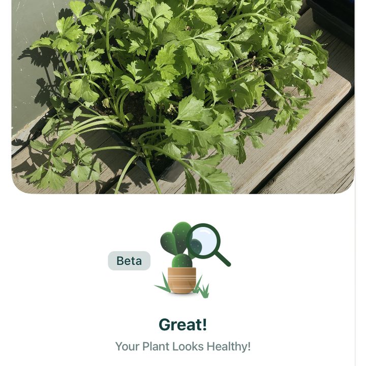Wilting celery that is being incorrectly diagnosed by the NatureID app.
