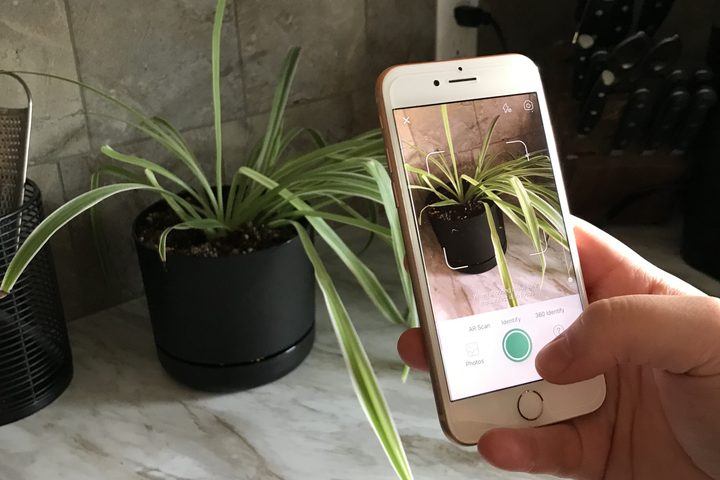 An iPhone using the PictureThis app to identify houseplants.