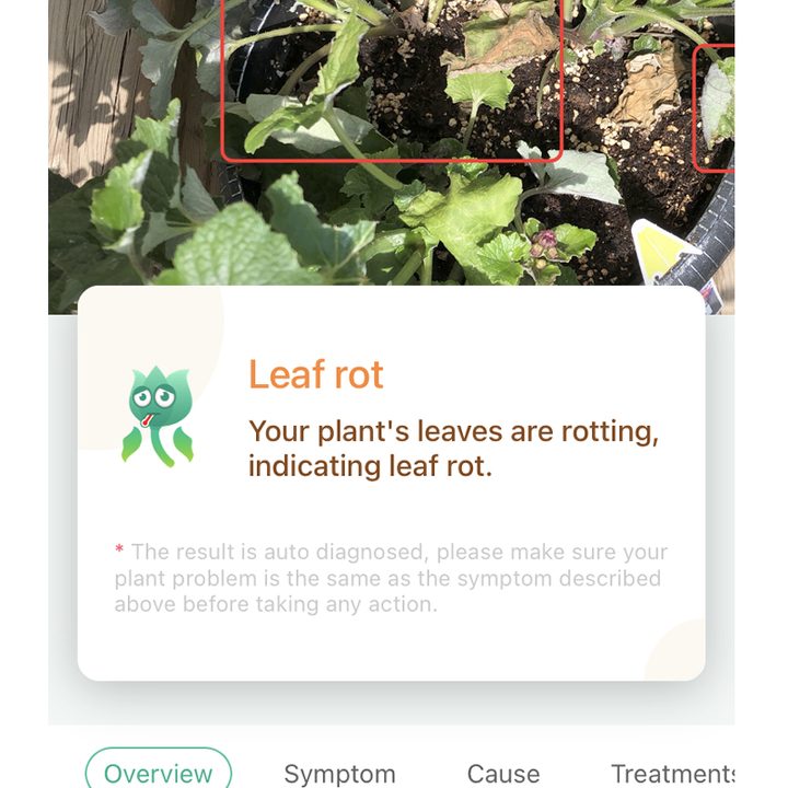 Leaf rot is shown to be correctly diagnosed by the PictureThis app.